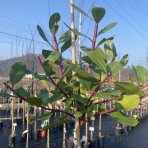 Jahodovec obyčajný (Arbutus unedo-Litchi) ´PEACE AND LOVE´ - výška 170-190 cm, kont. C5L - NA KMIENKU